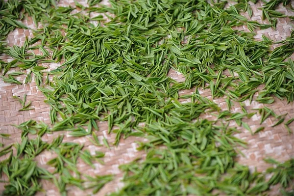 サボテン寄せ植えが枯れる前に知っておきたい、プロが教える3つのコツ