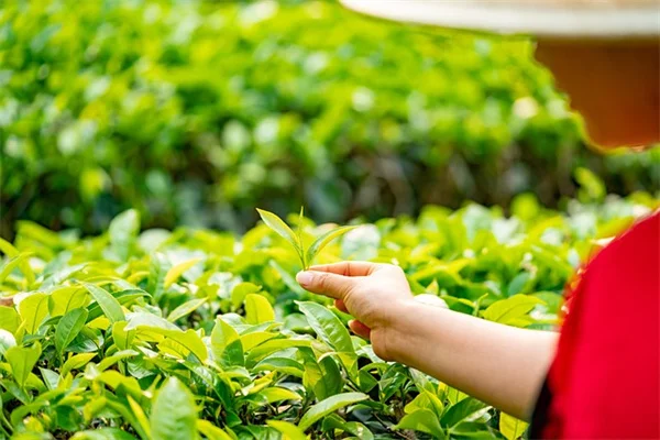 香茅天竺葵は犬猫に有毒！知っておくべき症状と対策