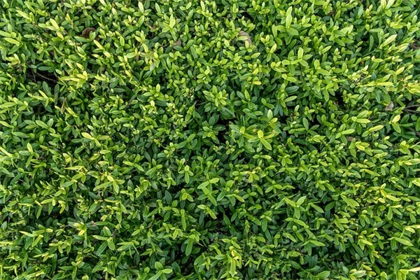 もう迷わない！植物の支柱、種類別の選び方と使い方
