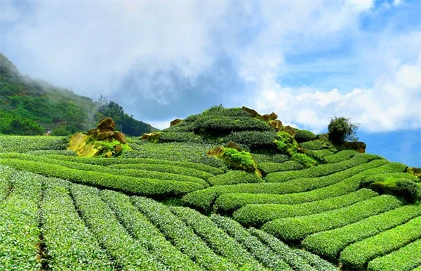 野菜と花を一緒に植える本当の効果とは？メリットや誤解、実践方法を解説
