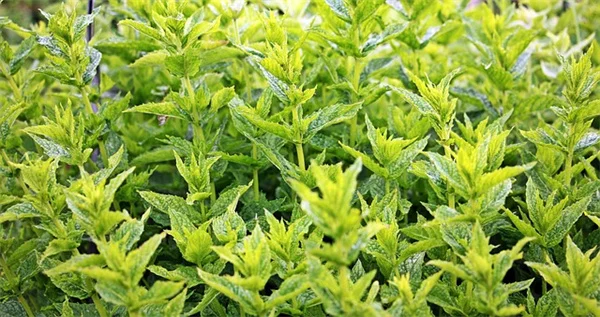 屋外水槽の失敗しない始め方：まずは瓶から、日陰と落ち葉対策が成功のカギ